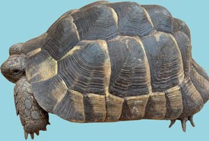Schildkroete2