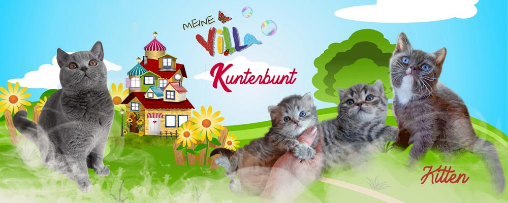 Kittenbanner