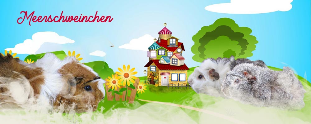 Meerschweinchen