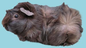 Meerschweinchen NEU1
